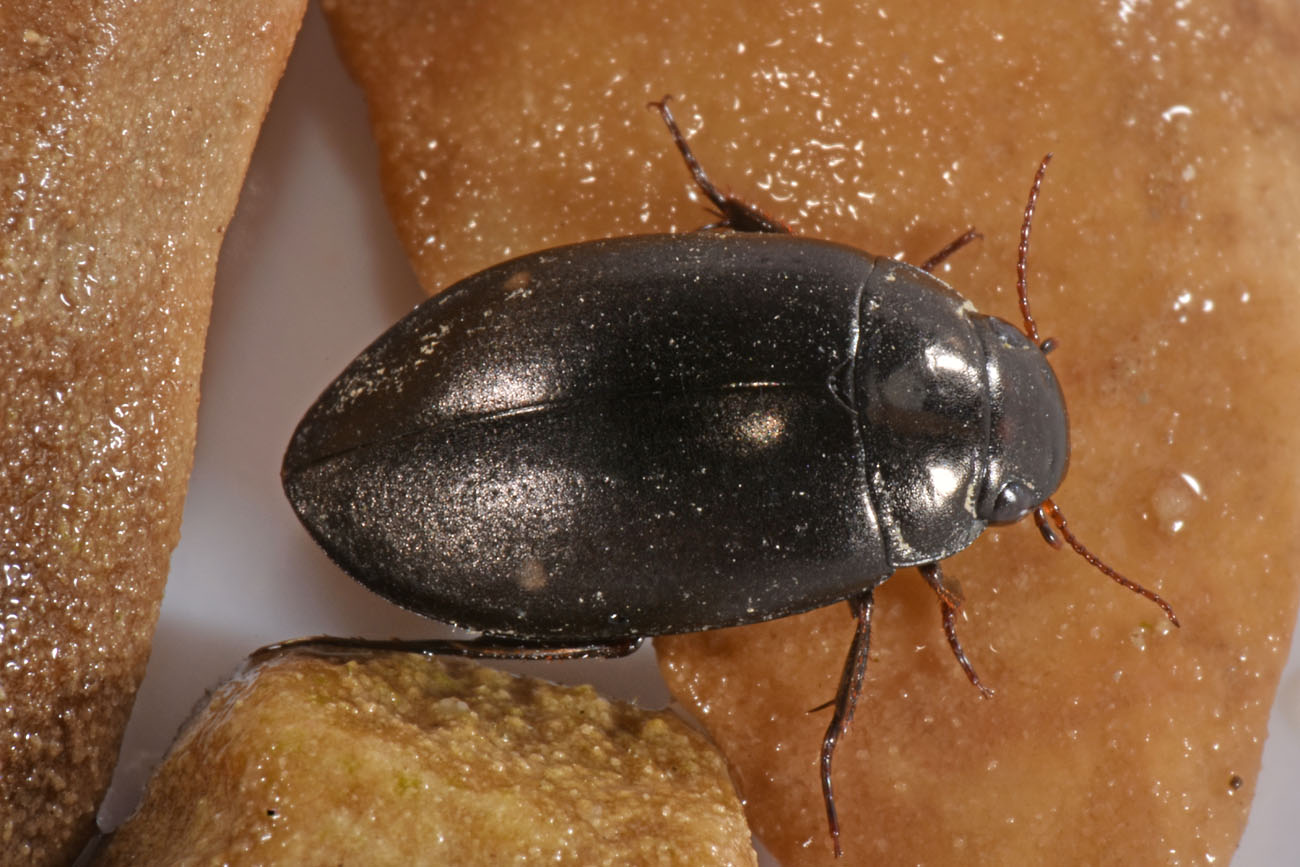 Dytiscidae: Agabus guttatus? S, in compagnia di Laccobius sp. (Hydrophilidae) !